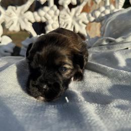 Maltipoo Puppies from Sophies Babies