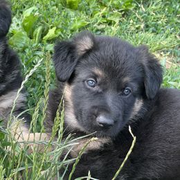 Girl 2 - Black and red German Shepherd puppy in New Castle, Pennsylvania from Cricket Acres German Shepherds