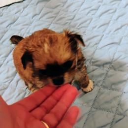 Boy - Chocolate sabled fawn male Chihuahua puppy in Gordon, Alabama from Roodhaus Chihuahuas