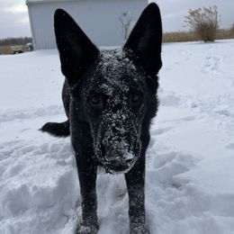 German Shepherds from Bittersweet Shepherds