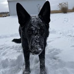 German Shepherds from Bittersweet Shepherds