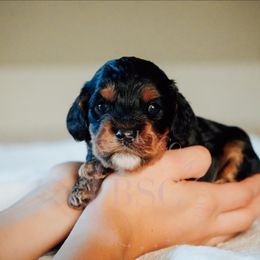 Blue Collar - Black and tan male Cockapoo puppy in Missoula, Montana from Big Sky Cockapoos