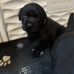 Labrador Retriever Puppies from Lookout Mountain Labrador Retrievers