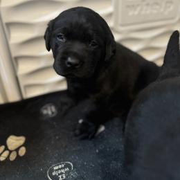 Labrador Retriever Puppies from Lookout Mountain Labrador Retrievers