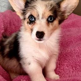American Corgis, Companion Crosses, and Pembroke Welsh Corgis from Morgans Country Corgis