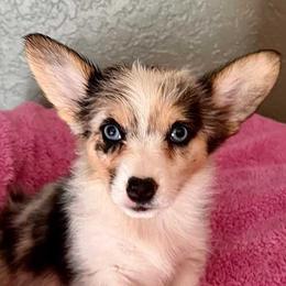 American Corgis, Companion Crosses, and Pembroke Welsh Corgis from Morgans Country Corgis