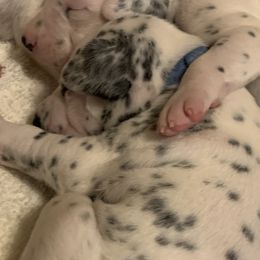 Dalmatians from LUA Dals