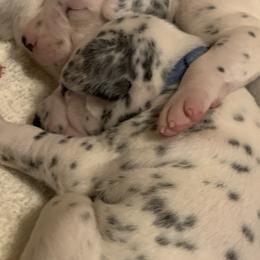 Dalmatians from LUA Dals