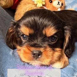 Hugo - Black and tan male Cavalier King Charles Spaniel puppy in Tucson, Arizona from Unicorn Tears and Cavaliers
