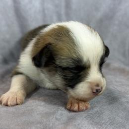 White Collar Female - Red female Pembroke Welsh Corgi puppy in Victoria, Texas from Clear Creek Corgis