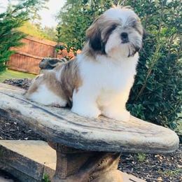 Shih Tzus from Valstons Shih Tzu