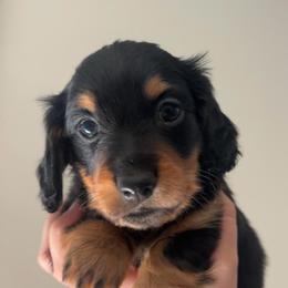 Bertha - Black and tan female Dachshund puppy in White Pine, Tennessee from Rocky Top Weenies
