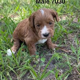 7030 - Red  male Goldendoodle puppy in Arcadia, Florida from KnuDawn Goldendoodles