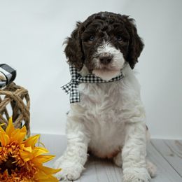 Bernedoodle, Bernese Mountain Dog, Old English Sheepdog, Poodle, and Sheepadoodle Puppies from VonDoodles Bernedoodles & Sheepadoodles