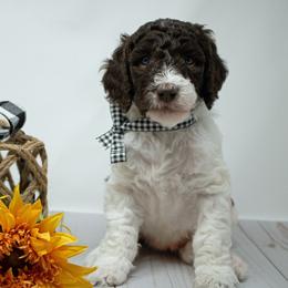 Bernedoodle, Bernese Mountain Dog, Old English Sheepdog, Poodle, and Sheepadoodle Puppies from VonDoodles Bernedoodles & Sheepadoodles