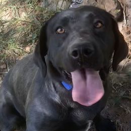 Dilute Retrievers and Labrador Retrievers from O’Dell Labs