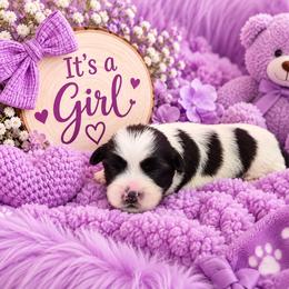 Purple Collar - Black and white female Shorkie puppy in Staten Island, New York from Sensational Shorkies