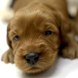 Australian Labradoodle Puppies from Starlight Ridge Australian Labradoodles