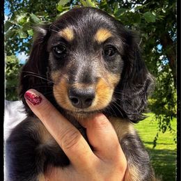 Storm (3000) - Black and tan female Dachshund puppy in Albany, Wisconsin from Deglow’s Doxies