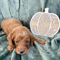 Girl 5 - Red female Irish Doodle puppy in Bloomfield, Iowa from Schooley Doodles