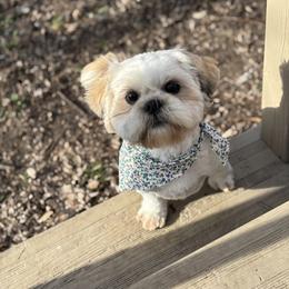 Poodle and Shih Tzu All Grown Up from PureBreedsKC
