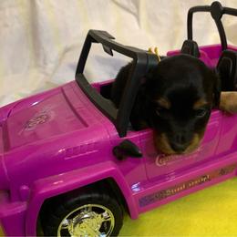 ASHA AKC REGISTERED FEMALE - Black and tan female Dachshund puppy in Elizabethtown, Kentucky from Teeny Tiny Puppy Tails