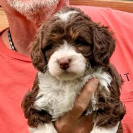 Nestle - Tri-color female Bernedoodle puppy in Royse City, Texas from Platinum Bernedoodles of Texas