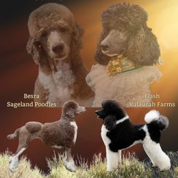 Poodle puppies from Sageland Poodles