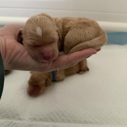 Goldendoodle Puppies from Silver Barn Doodles