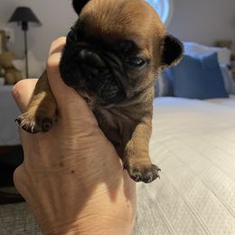 Roddy - Fawn male French Bulldog puppy in Shelbyville, Kentucky from Hidden Hickories Farm