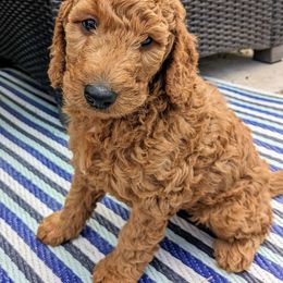 Green Puppy - Goldendoodle puppy from Oak Park Goldendoodles