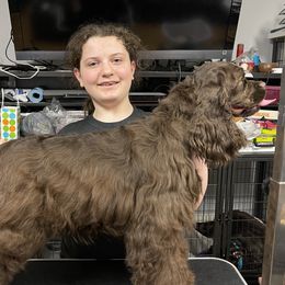 Coffee - Cocker Spaniel