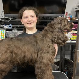 Coffee - Cocker Spaniel