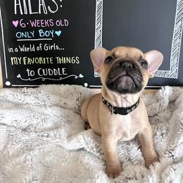 French Bulldog Puppies from White Hippo Frenchies