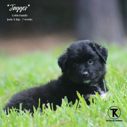 Australian Shepherd, Miniature American Shepherd, Miniature Australian Shepherd, and Toy Australian Shepherd Puppies from TK Standard, Mini, & Toy Aussies