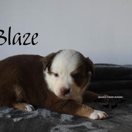 Blaze - Red tri male Miniature Australian Shepherd puppy in Cody, Wyoming from Quartz Creek Aussies