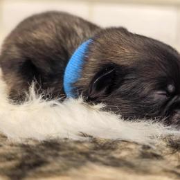 French Bulldog and Pekingese Puppies from SFLK