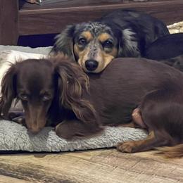 Dachshunds from Rolling9dachshunds