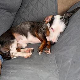 Saint - Dachshund