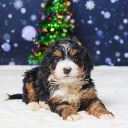 Cici - Tri-color female Bernedoodle puppy in Apple Creek, Ohio from Grandeur Valley Puppies