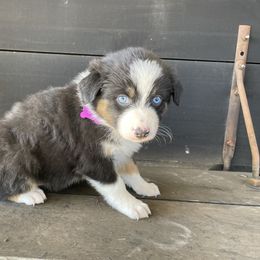 Girl 2 - Australian Shepherd puppy in Blum, Texas from 4P Poteet Farms