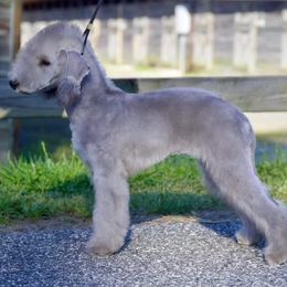 Bedlington Terrier and Great Dane Puppies from Cloud9 Bedlingtons and Argos Danes