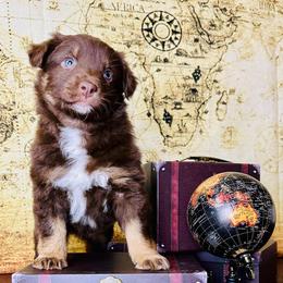Mira - Red tri-color female Australian Shepherd puppy in West Union, Iowa from Boundless Hearts Australian Shepherds LLC