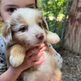 Aussiedoodle and Australian Shepherd Puppies from RoseWest Farms