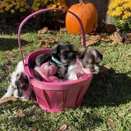 Miniature Schnauzer Puppies from Amanda Tragash