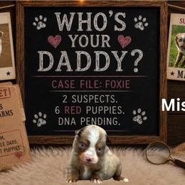 Mischief - Red merle male Miniature Australian Shepherd puppy in Oronogo, Missouri from Dutton's Show Me Farms