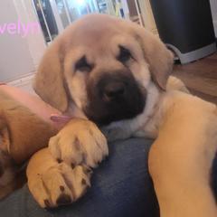 Evelyn - Wolfgray female Spanish Mastiff puppy in Prosperity, Pennsylvania from Prosperity Guardians
