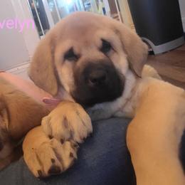 Evelyn - Wolfgray female Spanish Mastiff puppy in Prosperity, Pennsylvania from Prosperity Guardians