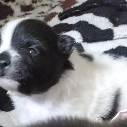 Companion Cross, Pomeranian, and Sheepadoodle Puppies from Fluffy Wonders Poms and Doodles