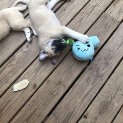 Anatolian Pyrenees and Cardigan Welsh Corgi Puppies from Cavalier Acres Farm